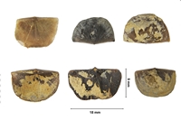 Calceola sandalina